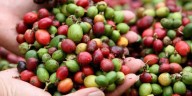 Colombia tiene su mejor cosecha de café en décadas aunque podría ser menor hacia 2026