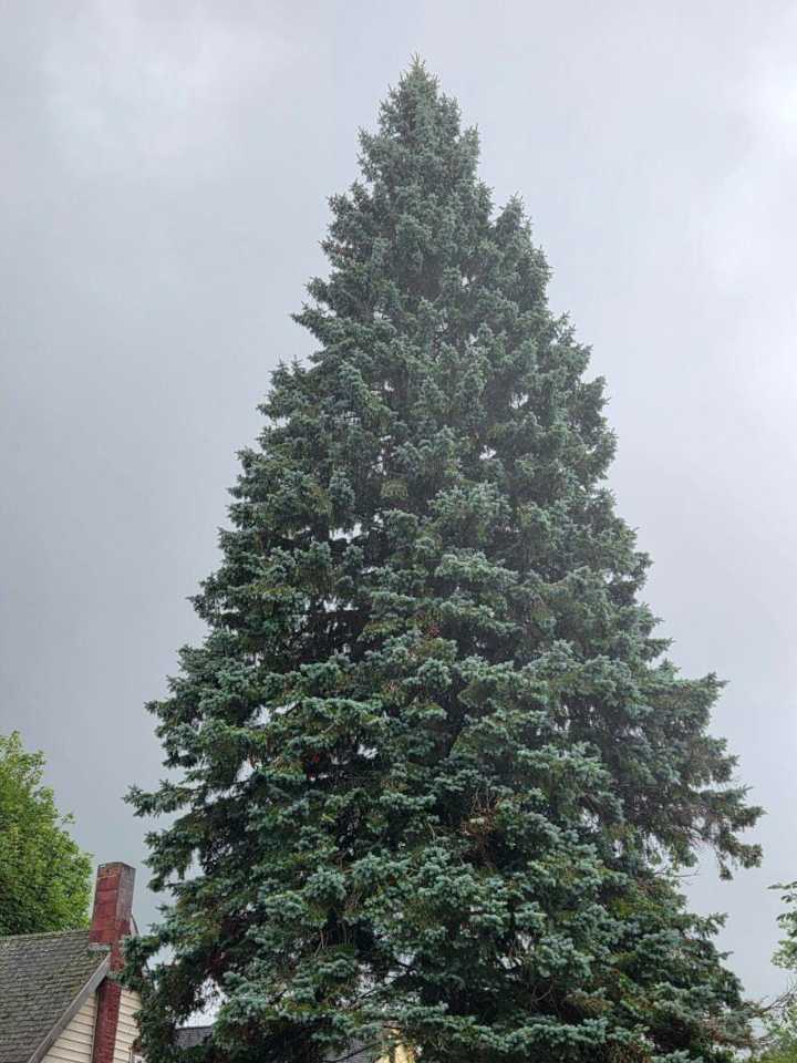 68-foot spruce from U.P. town selected to be Michigan’s Christmas tree