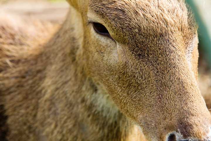 Kentucky officials issue Antler Alert to encourage safe driving this fall