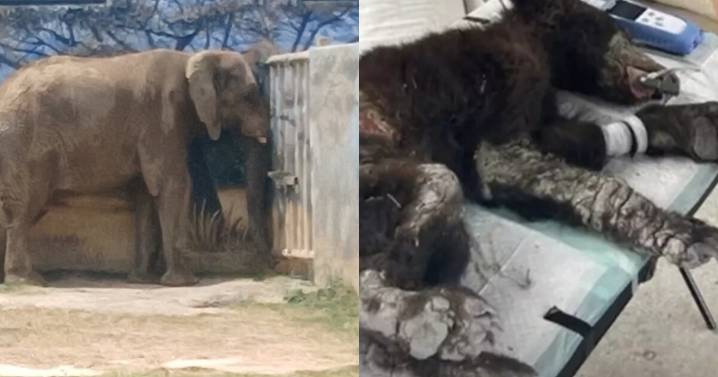 Clausuran Zoológico La Pastora por maltrato animal tras el caso de la osa Mina