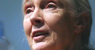 ¿Quién era Jane Goodall? Muere la mayor experta mundial en chimpancés, a los 91 años