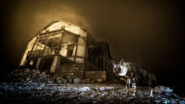 Ghostly shot of hyena wins Wildlife Photographer of the Year award