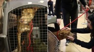 Hawaii Stray Dog Seemed Lost Until Rescuers Discovered The Heartbreaking Reason