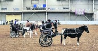 Pennsylvania State 4-H Horse Show opens Oct. 23