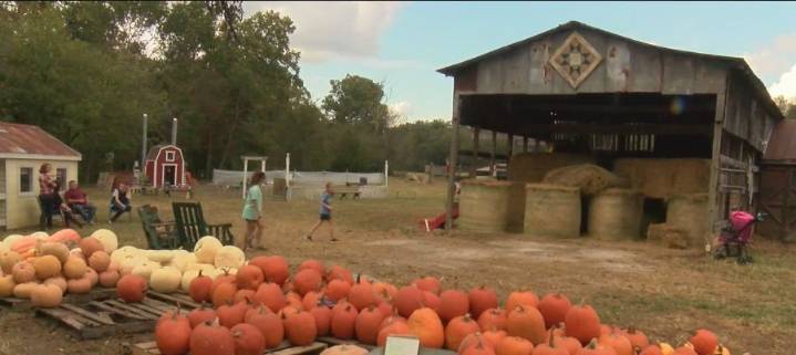 Pumpkin patches & corn mazes in the Ozarks