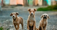 India's 'First Pure Jain Biscuit' For Dogs: Fredun Pharma Just Made It Happen!