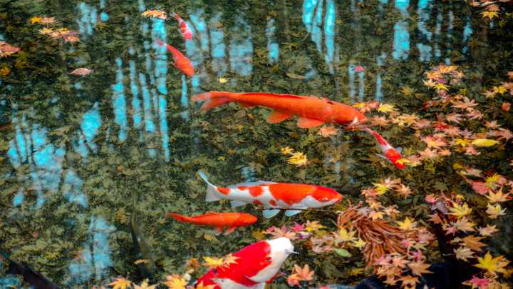 The Simple Install That Makes Cleaning Up Fall Leaves Over A Pond Much Easier