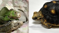 Mumbai News: Passenger Held At CSMIA For Smuggling 154 Exotic Wildlife Species From Bangkok