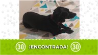 Perrita negra con collar apareció deambulando solita en pleno aguacero en el Doce de Octubre ¿la reconoce?