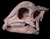 This ‘magical’ dinosaur specimen emerged from the ground like a polished jewel