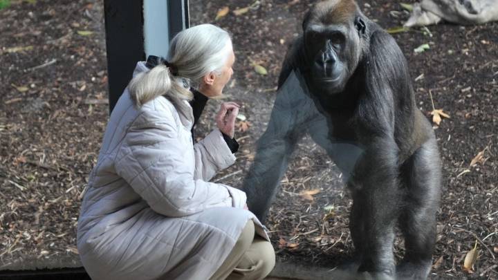 Fallece Jane Goodall, la 'Lady Chimpancé' que revolucionó la primatología