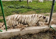 Llama Profepa a extremar precauciones por tigre de bengala que salió de zoológico de Puebla