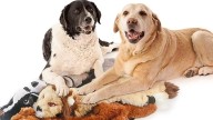 Shop Amazon October Prime Day 2025 deals on dog toys