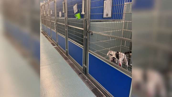 Illinois Shelter Dog Watches Others Get Adopted, Hoping Someone Will Choose Him Next