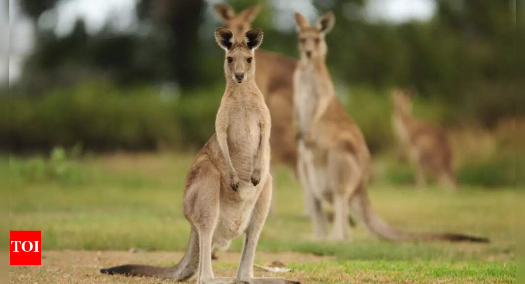 Animals that walk on two legs: 12 incredible examples of bipedal movement