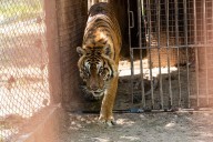 Luján. Una misión internacional de emergencia asume un complejo trabajo con 60 felinos y osos a la deriva en el exzoo