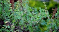 What Is The Scientific Name Of Tulsi? Check Health Benefits, And Why It’s The Queen Of Herbs
