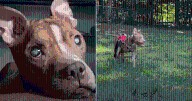 Blind Pit Bull Sees Her Foster Parents for the First Time After Surgery