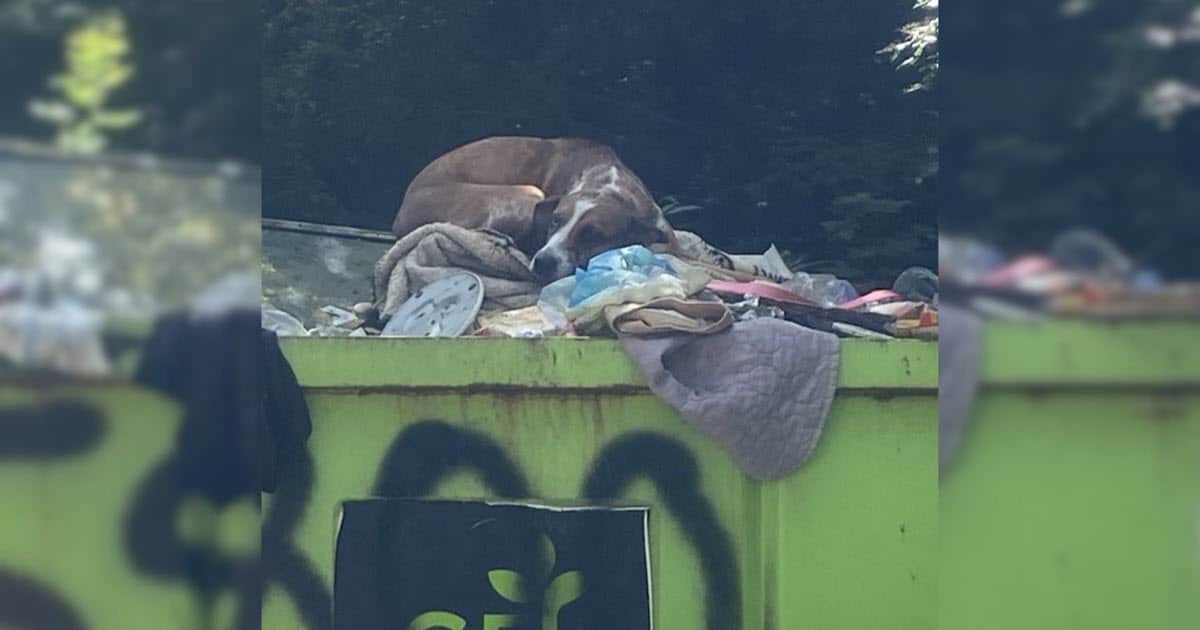 Dog Dumped for Potty Accident Finds Love and Safety with New Rescuers