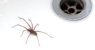 ‘Barrier’ cleaning method could keep spiders out of the bathroom for good