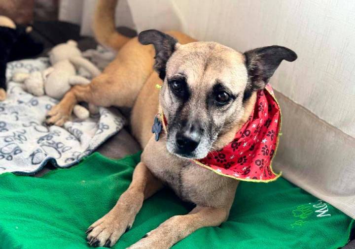 Final feliz: Odie, el perro rescatado hace 10 años de las vías del metro en Medellín, por fin encontró una familia