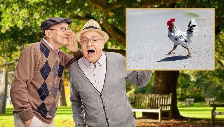 Conservative Spreads Dangerous Misinformation About A Chicken Crossing The Road