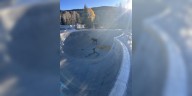 VIDEO: Baby moose rescued from bottom of Colorado skate park bowl