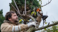 10 Fruit Trees And Shrubs You Can Grow From Cuttings For Delicious Produce For Years