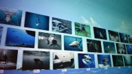 Los reyes del océano toman el acuario Sealand León: una exposición que rompe mitos sobre los tiburones