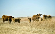 Two Texas Monthly TV Specials to Air on PBS Across the Country