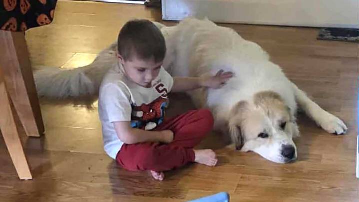 Finding Homes For 100+ Hoarded Animals A Huge Effort For Cheyenne Shelter