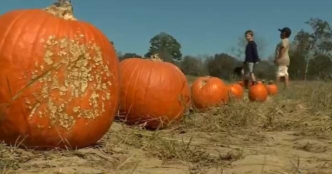 Drought in Alabama could impact Halloween pumpkins and Christmas trees