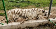 Se escapa tigre de bengala de un zoológico en Puebla; piden extremar precaución