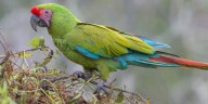 Agentes de la Fiscalía de Jalisco rescataron dos pericos y una guacamaya en un domicilio en la colonia San Gaspar