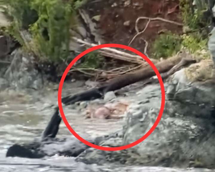 Hallan cuerpo sin vida en el mar, cerca de Playa Sisiguaca en Taganga