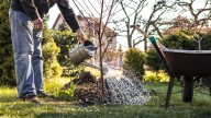 The Maple Tree Varieties To Plant In Fall For A Lifetime Of Spring Shade