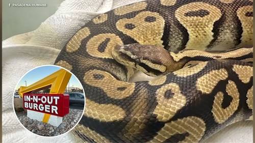Python found at In-N-Out in Monrovia