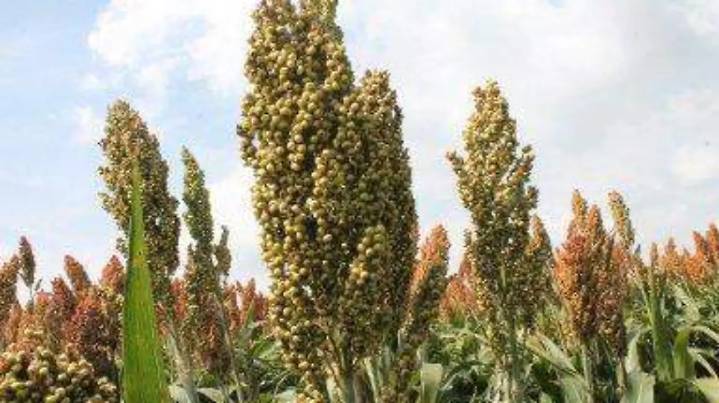 Productores de sorgo y maíz del Oriente, preocupados por exceso de lluvias