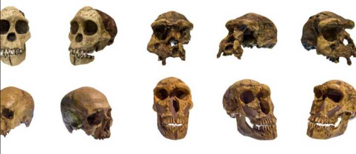 “Cráneo de 1 millón de años reescribe la historia humana: podría pertenecer a Homo longi, no al Homo erectus”