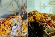 Rare Calico Lobster Named Jack-O'-Lantern for Halloween Caught in Mass.