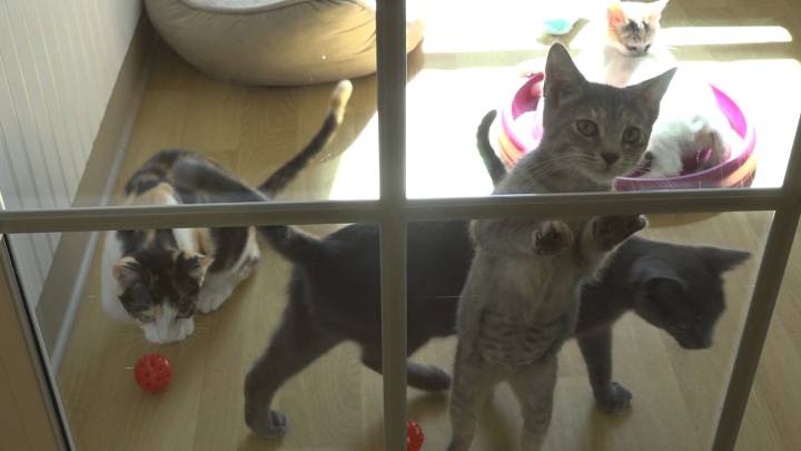 Humane Society of Schuyler Co. Overcrowded, Forever Homes Needed