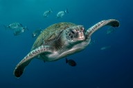 La tortuga verde sale de la lista de especies en peligro: el éxito más grande en conservación marina