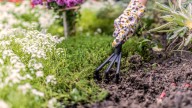 The Low-Maintenance, Hardy Ground Cover That Keeps Your Garden Vibrant