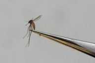 N.Y. officials confirm first locally acquired chikungunya virus case