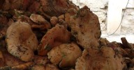 Esclata-sangs y camagrocs: así son las joyas del otoño mallorquín