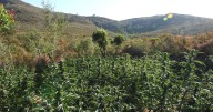 Illegal marijuana grow worth nearly $500,000 eradicated from California's Calaveras County