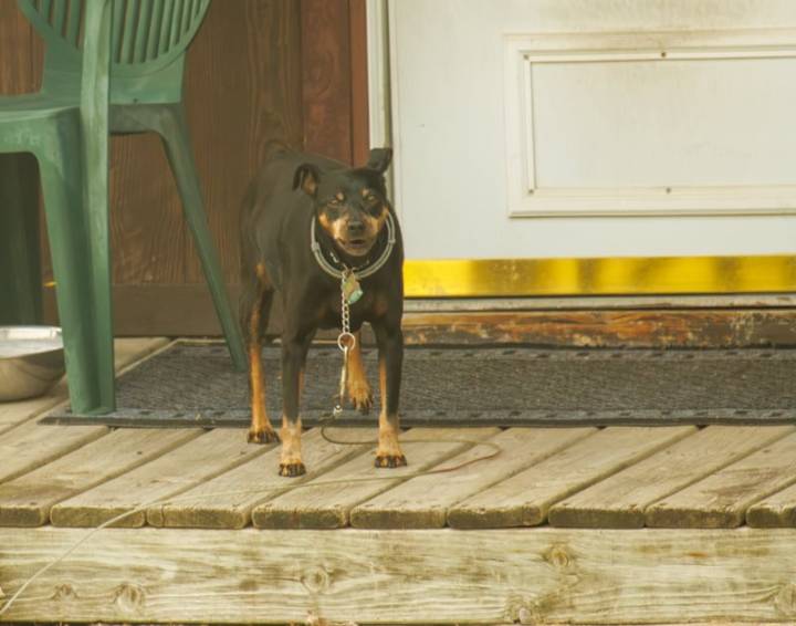 Dog startles New Jersey home invaders who fled scene in stolen BMW