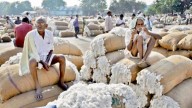 Adilabad Cotton Farmers Struggle To Sell Wet Produce 'Cyclone Montha'