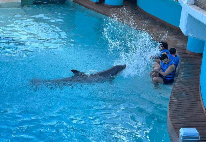 Delfinarios niegan violar reforma sobre reproducción de cetáceos en Q. Roo