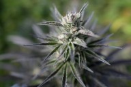 Colombia autoriza la venta de flor de cannabis medicinal en farmacias